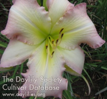 Daylily Webster's Pastel Beauty